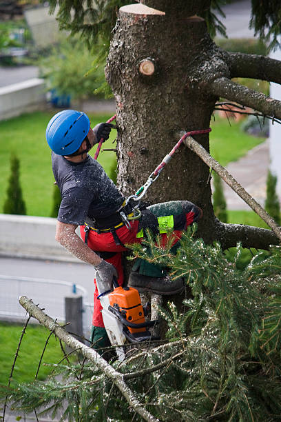 Best Tree Risk Assessment  in Shannondale, WV